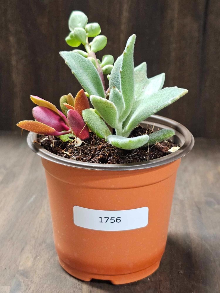 ASSORTED SUCCULENT - Rooted in a 3.5