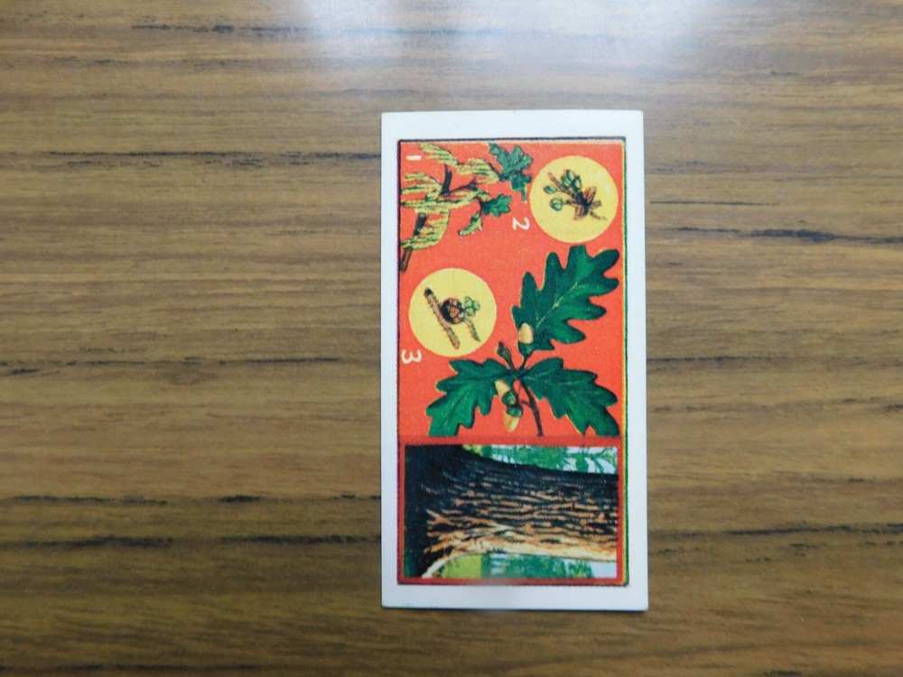 Botany Quest 1966 Barratt 25 The Oak Tree Vintage Educational Card