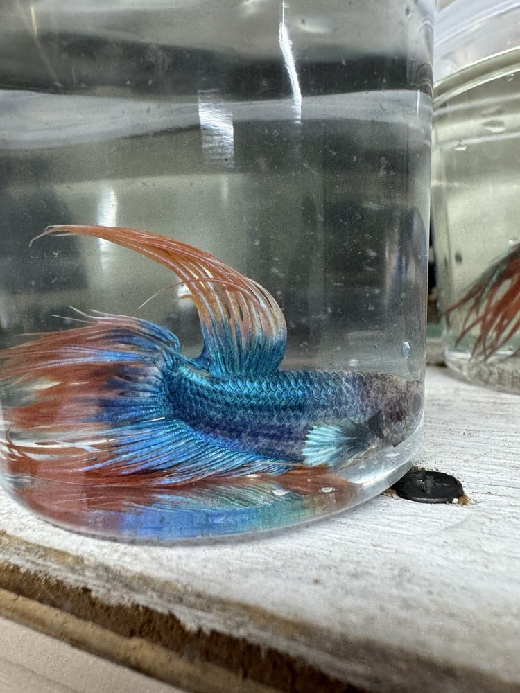 2PCS Crown Tail Male & Koi Galaxy Female Betta Fish Pair