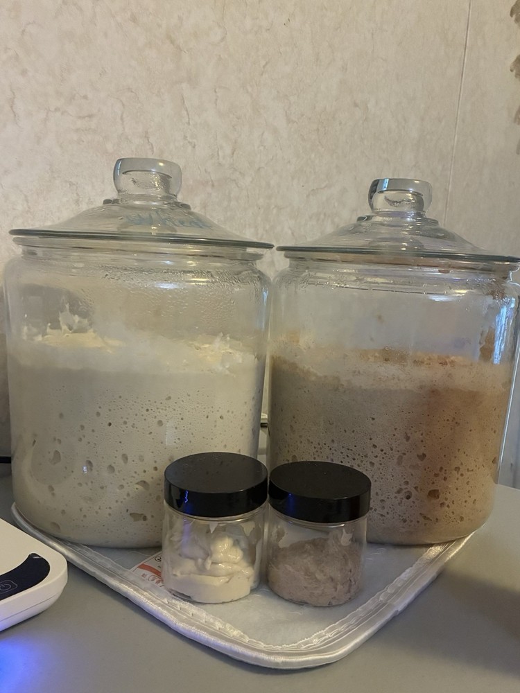 Organic Whole Wheat Sourdough Starter in 2oz Jar - Ready to Bake