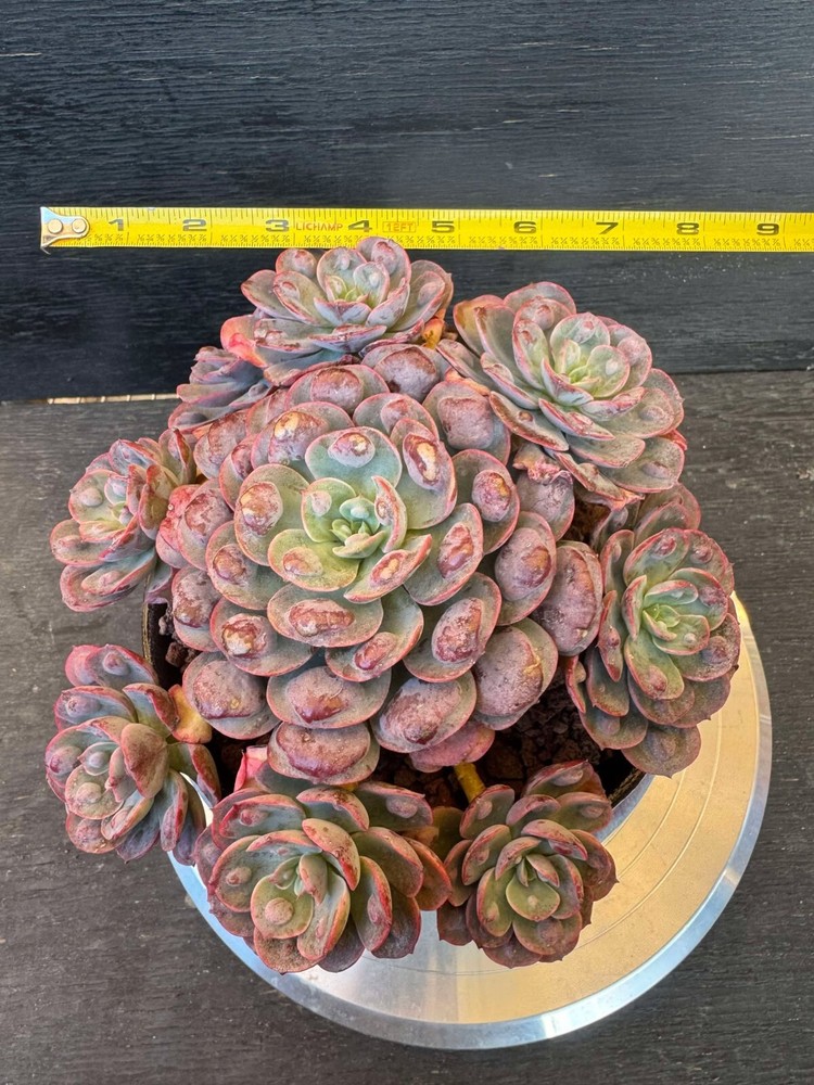Succulent live plant Echeveria raindrops Office plant Live Plant Home decor Plan