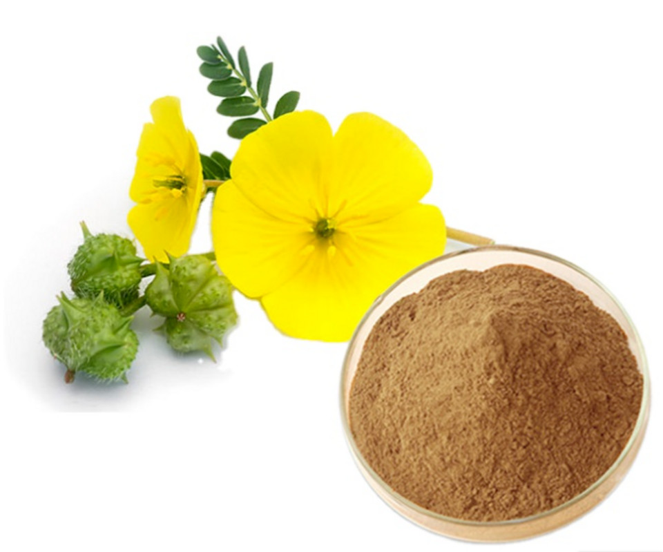 Tribulus Terrestris Extract Powder Natural 95% Saponins