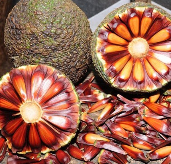 Araucaria Angustifolia - LAST ONE