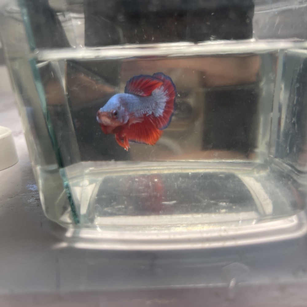 Betta Dragón, Azul Y Rojo