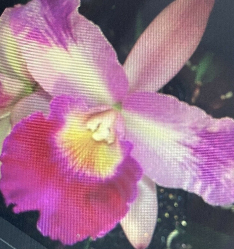 (178-4)  BLC  Maris Glory 'Avery'       young plant