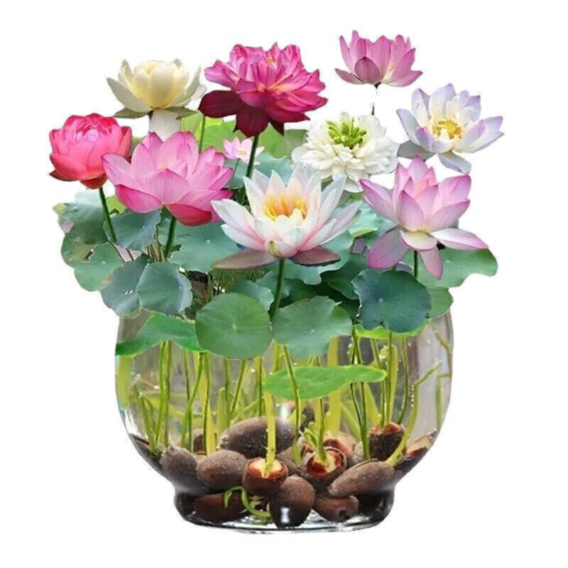 30x Seeds Lotus Mix Flower Seed Hand Picked Aquatic Plants Water Garden US