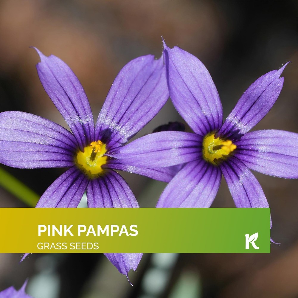 Blue Eyed Grass Seeds - Sisyrinchium Bellum - Pack of 100