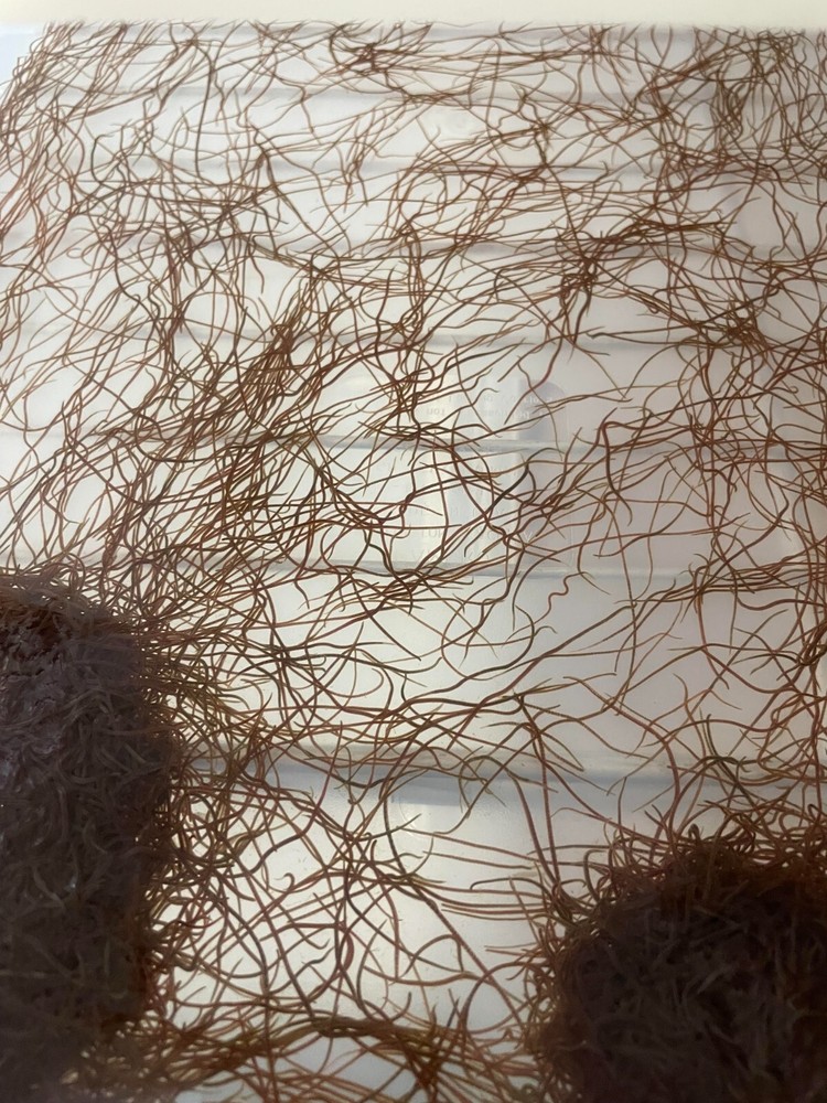 100+ Live Food Culture Blackworms, LAG