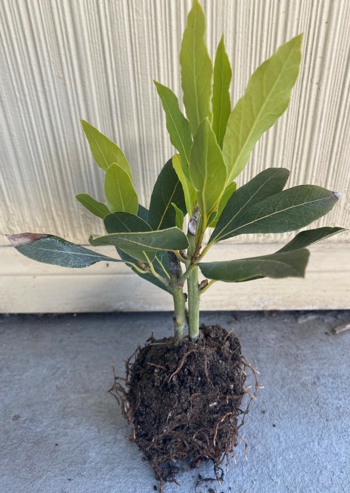 Bay Leaf Plant, Sweet Bay or Laurel
