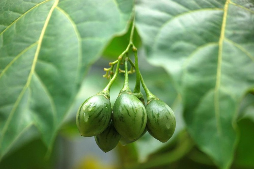 10 Seeds Solanum Betacea Yellow Tropical Tree Tomato Very RARE Overstock Price