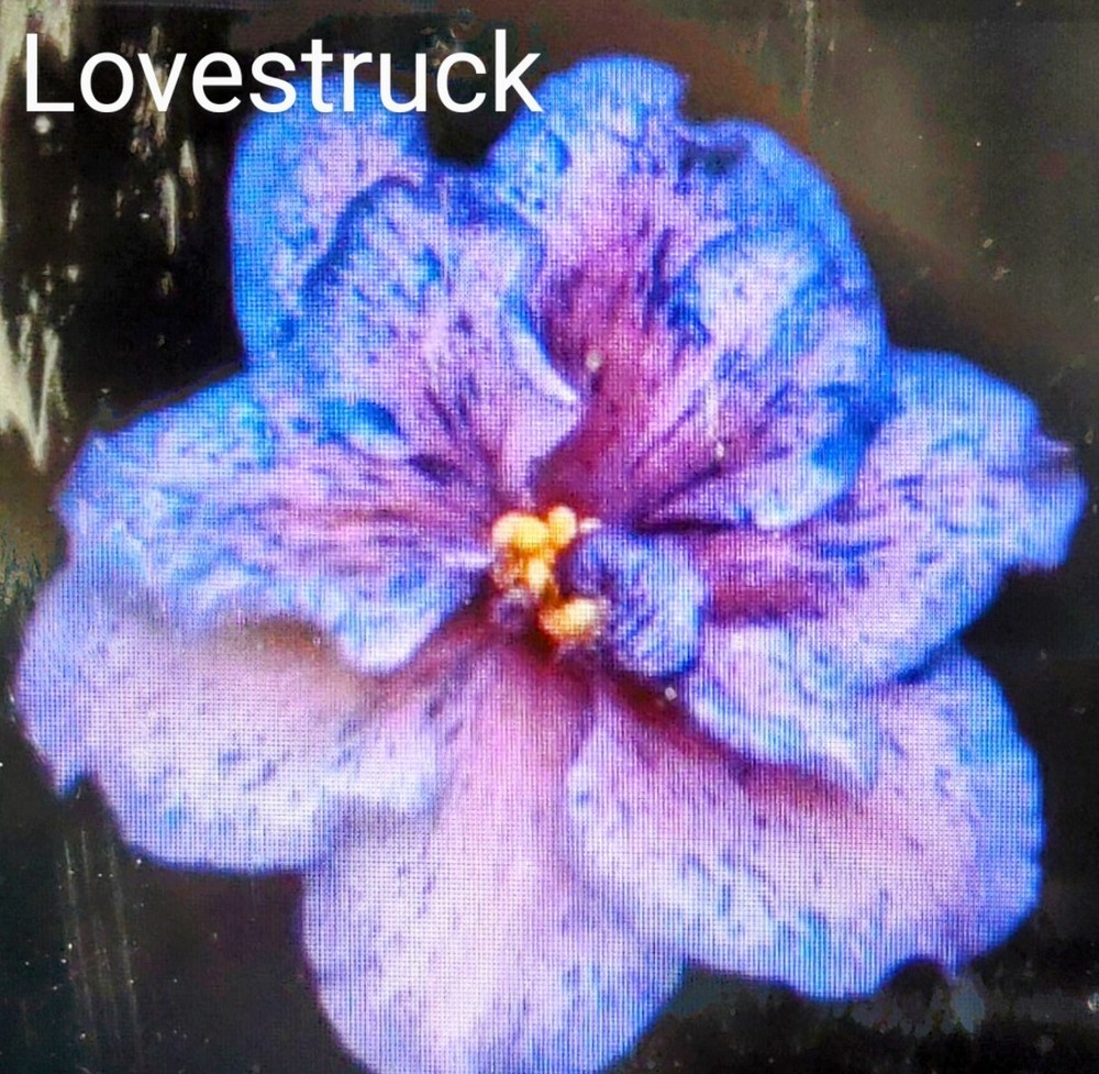 African Violet LEAF POT - LOVESTRUCK standard