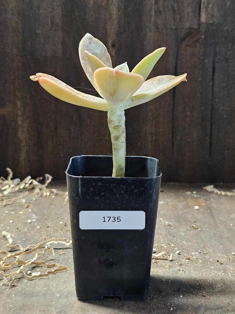 Rooted Succulent in a 3