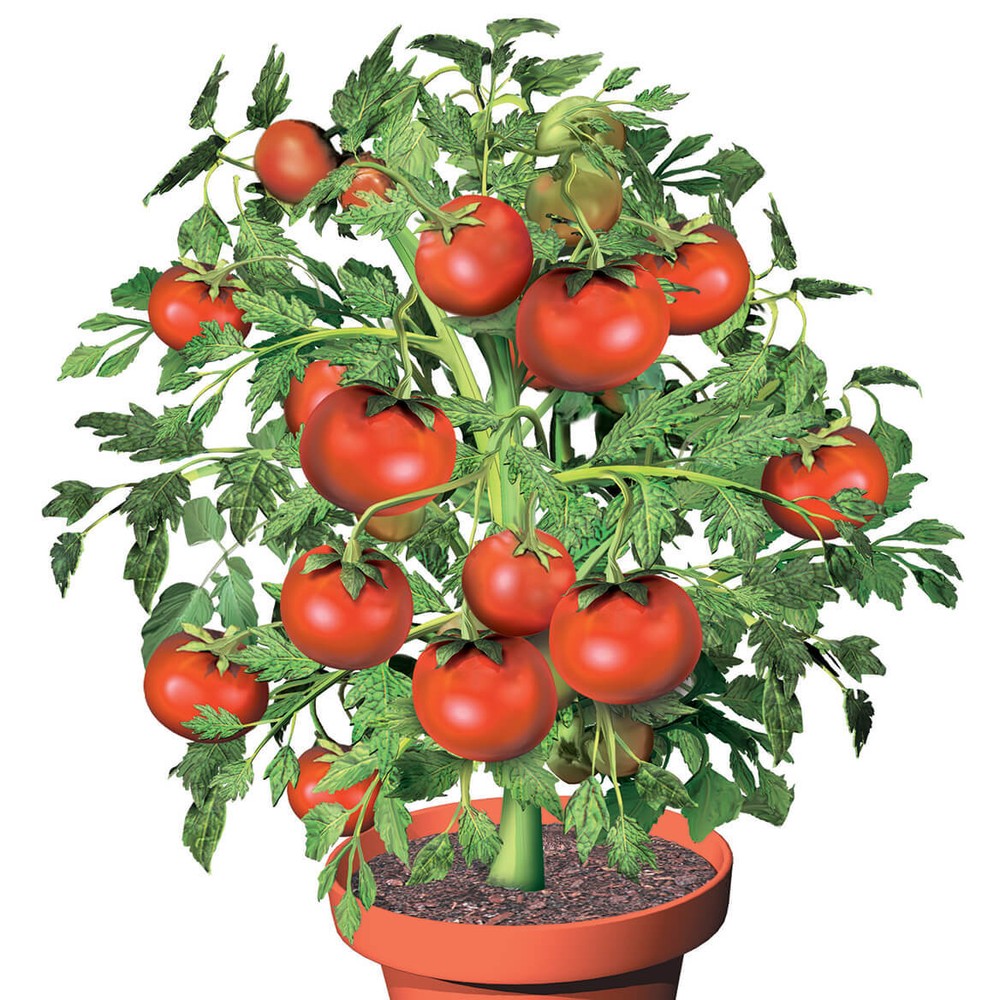 Flower Pot Tomatoes S/3
