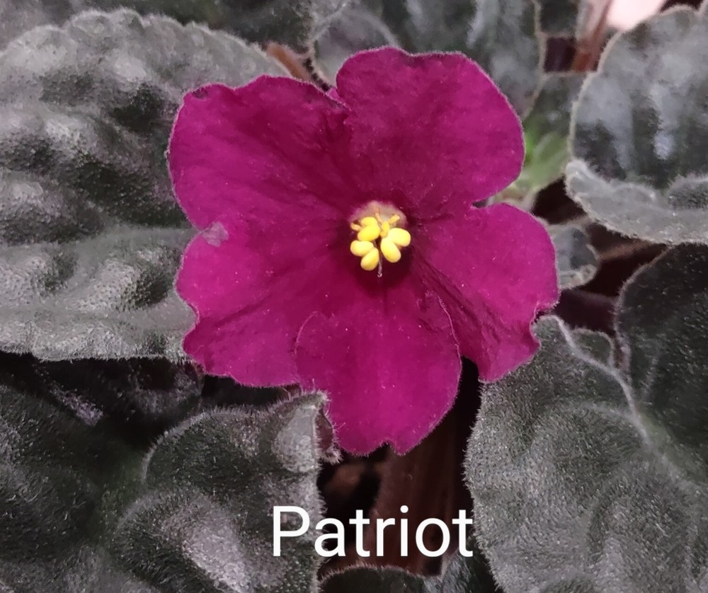 Adrican Violet LEAF POT - PATRIOT - standard