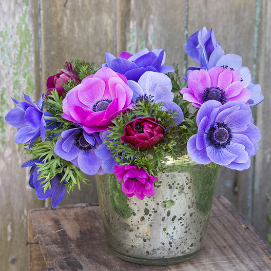 Anemone de Caen Blue Poppy and Rose ,Red Colors 40 seeds