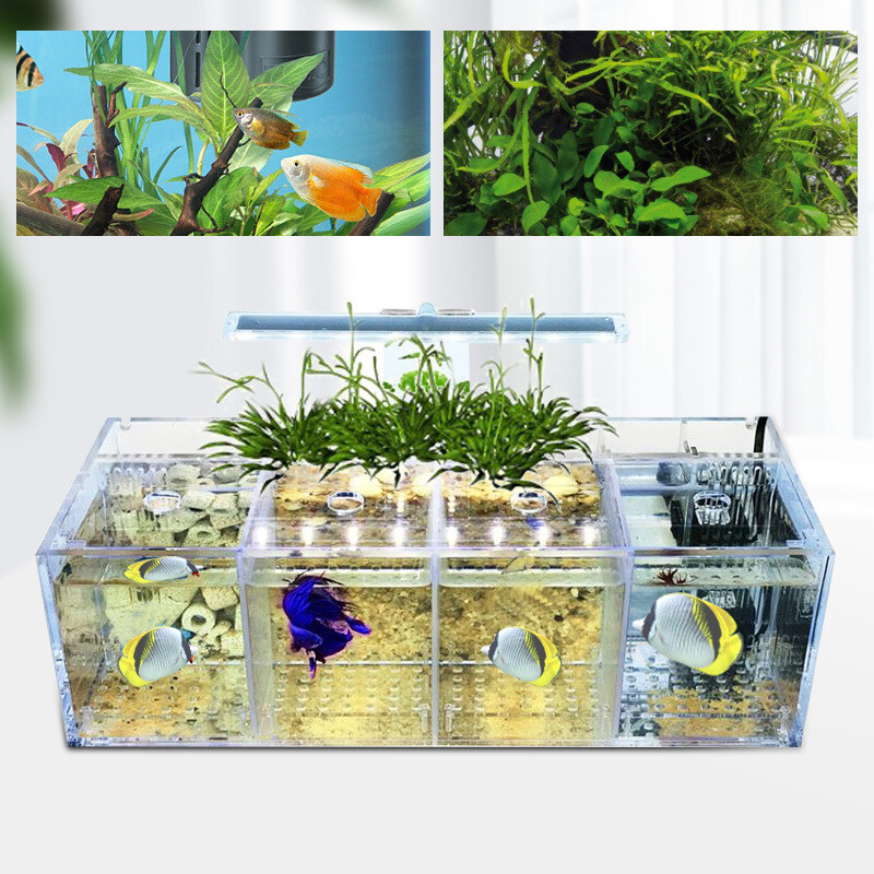 Desktop Aquaponic Betta Fish Tank 4-Grid Acrylic Rectangle Design