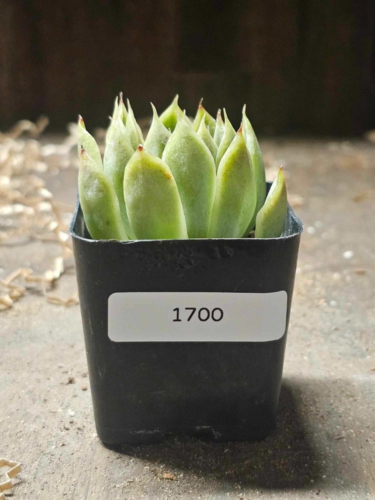 Rooted Echeveria Succulent - In a 2