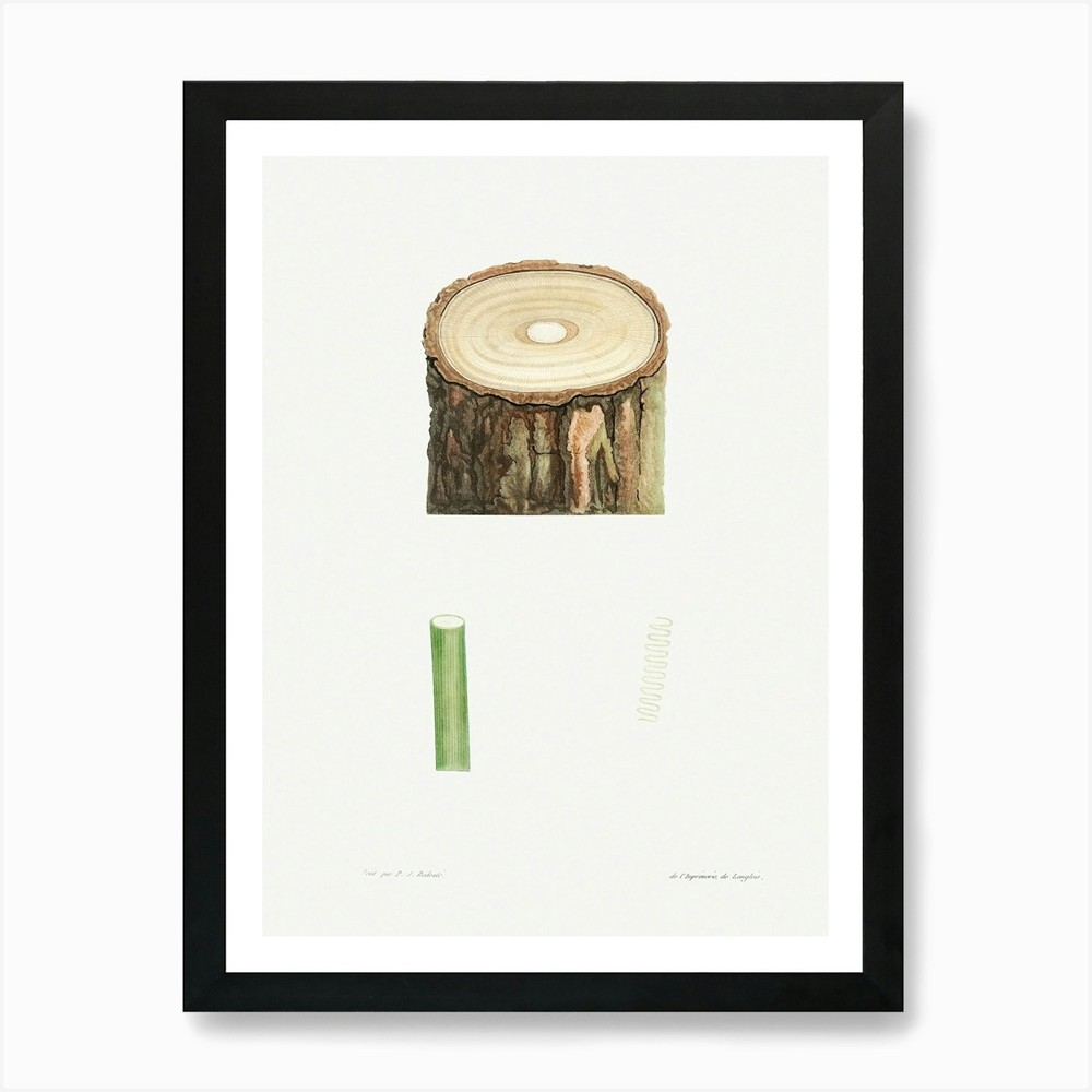 Tree Stump And Plant Stem, Pierre J Framed Wall Art Poster Canvas Print Picture