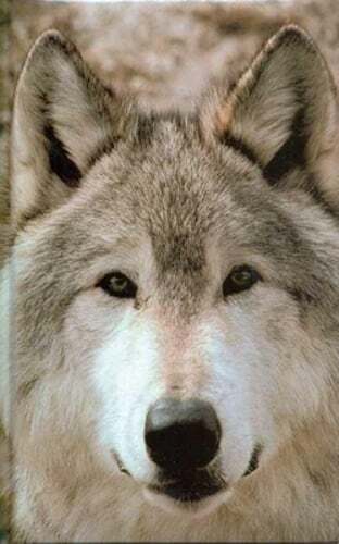 Wolf Blank Journal by Nodin Press: Used