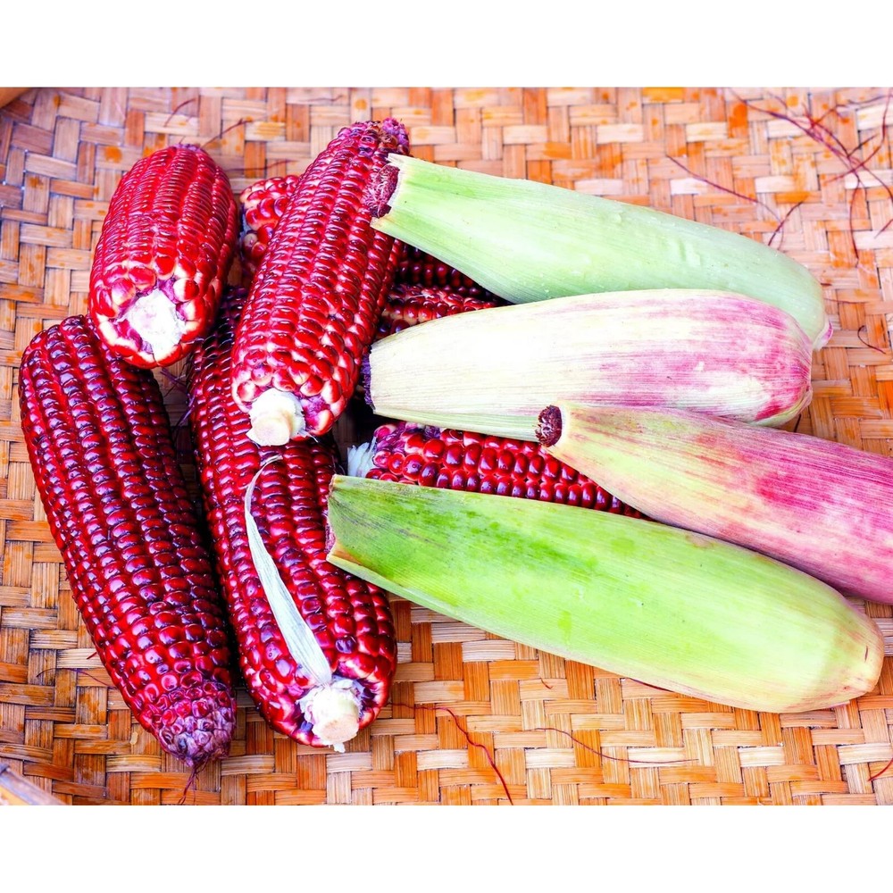 50pcs Bloody Butcher Corn Heirloom Seeds - Non-GMO, Open-Pollinated