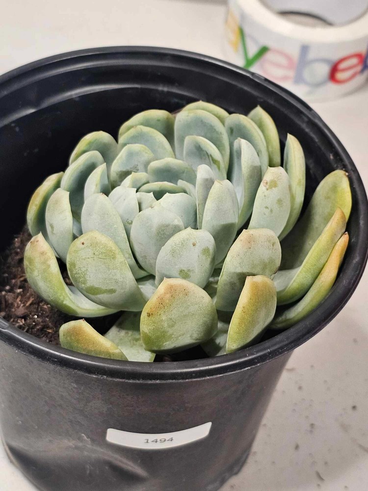 Rooted Echeveria Elegans in a 1 Gallon Pot - ACTUAL ITEM- CLEARANCE SALE! - 1494-image