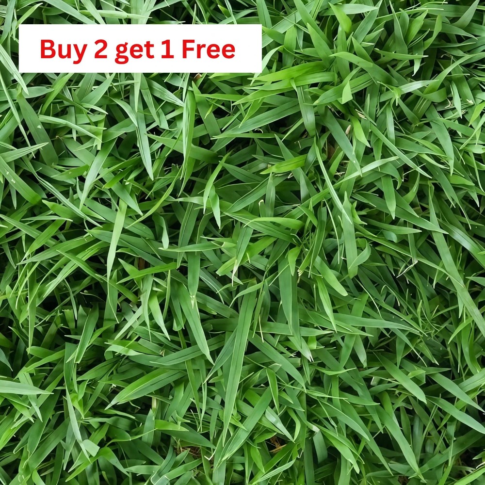 Zenith Zoysia Grass Seed (2-Pack) – Over 10,000 Seeds for a Lush, Healthy Lawn!