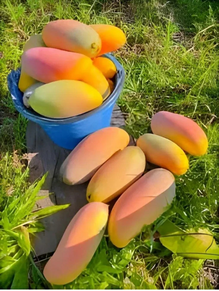 MAHA CHANOCK Grafted mango live tree 2-3'