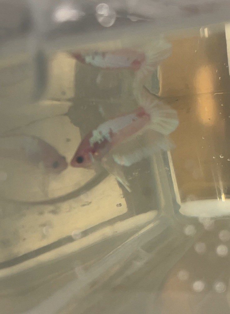 Betta Plakat Samurai Blanco 100 Pure White Fighter Fish