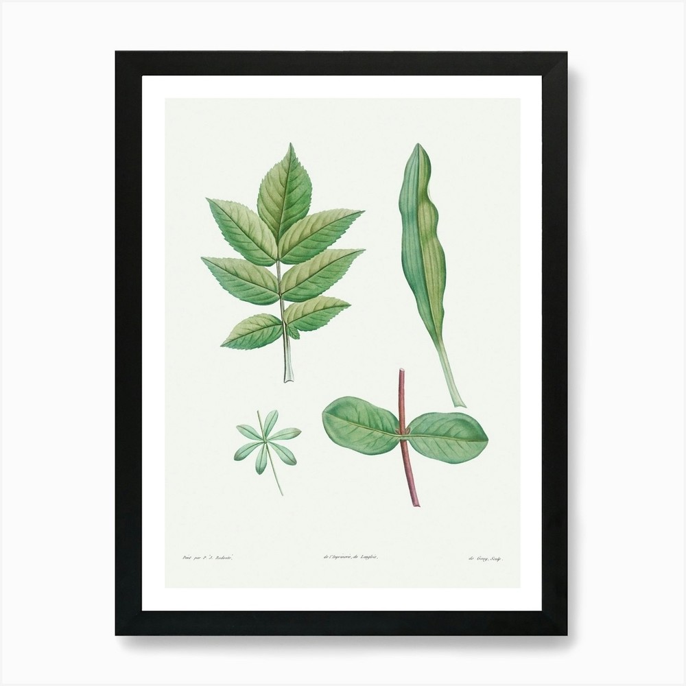 Botanical Tree Leaves Framed Wall Art Canvas Print by La Botanique  