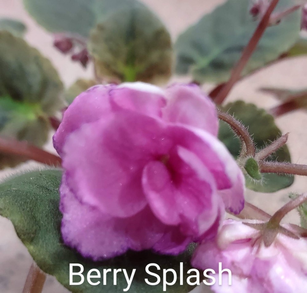 African Violet LEAF POT - BERRY SPLASH standard