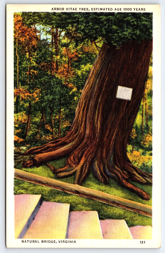 VINTAGE OLD ANTIQUE LINEN POSTCARD ARBOR VITAE TREE NATURAL BRIDGE VIRGINIA USA
