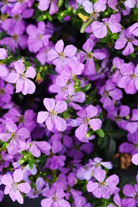 30 CUPHEA FLORIGLORY CORAZON Live Plants Plugs 