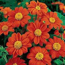 20 Mexican Pink and Red Sunflower Seeds Plants Garden Planting Colorful Rare or