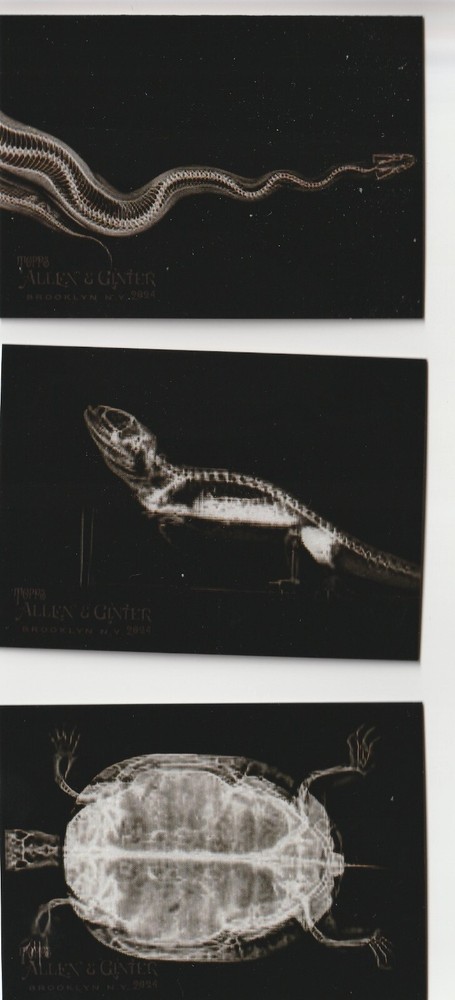 2024 Topps Allen & Ginter X RAYD Insert Set Oregon Zoo Pick Your Choice