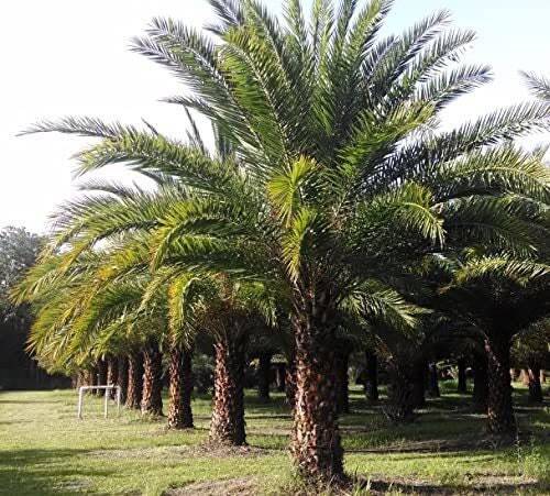 6 Sylvester Palm Tree Seeds - Tropical Ornamental Beauty