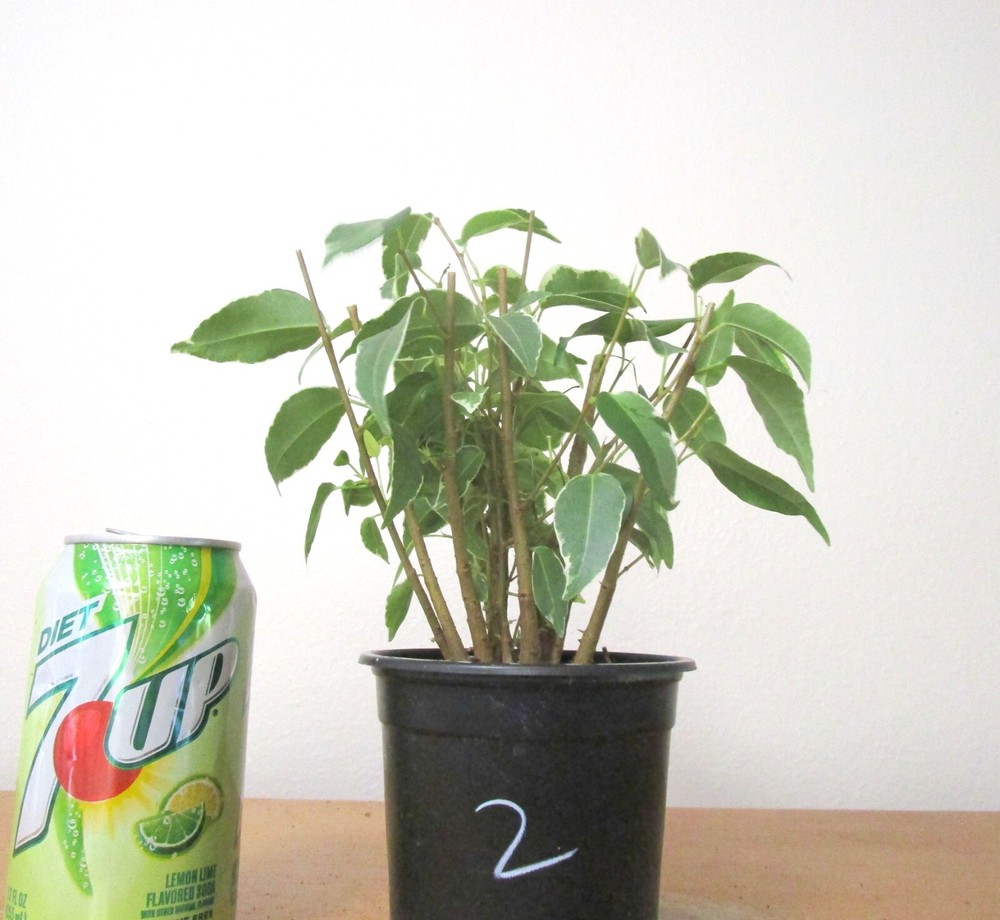 Variegated Ficus Benjamina for Mame Shohin Bonsai Tree #2