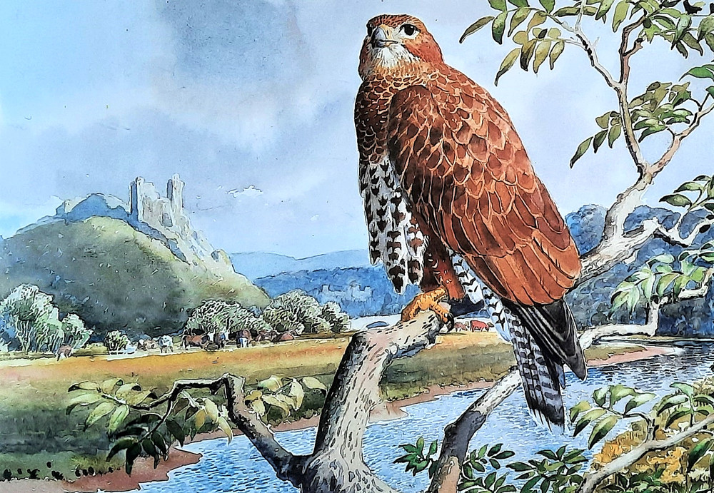 Buzzard Perched On Branch On The River Tywi. Print Of A Painting By Tunnicliffe