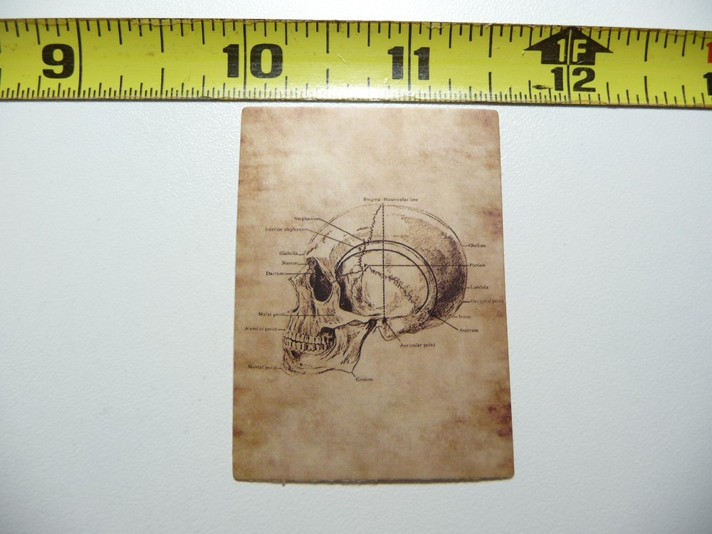 ANATOMY PHYSIOLOGY SKULL SIDE DECAL STICKER VINTAGE HUMAN GOTH ILLUSTRATION