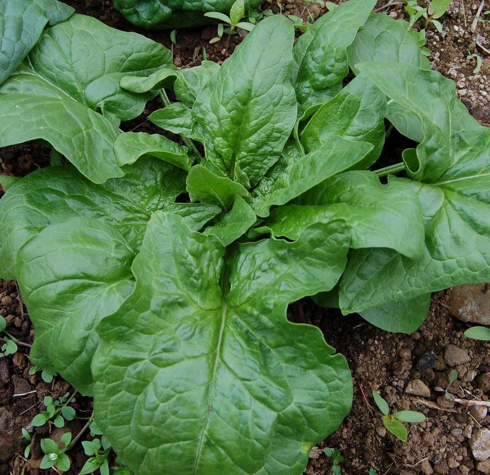 Winter Giant Spinach Seeds, Heirloom NON-GMO, FREE SHIPPING