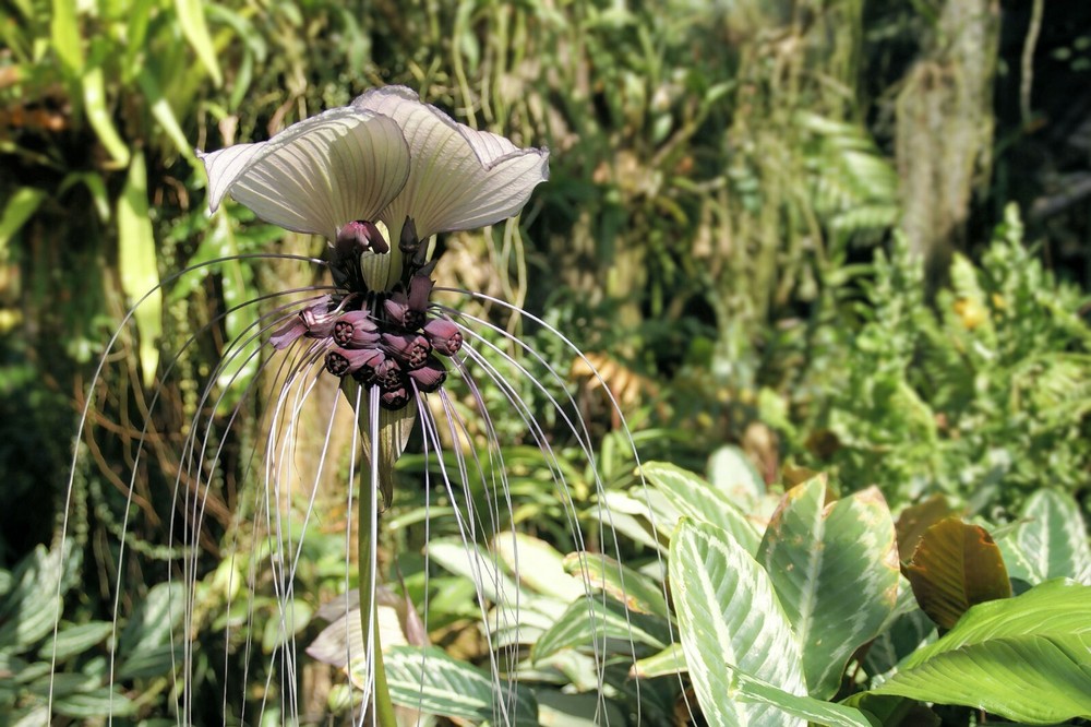 20 Seeds Tropical Ornamental Tacca integrifolia White Bat Flower Very Rare!