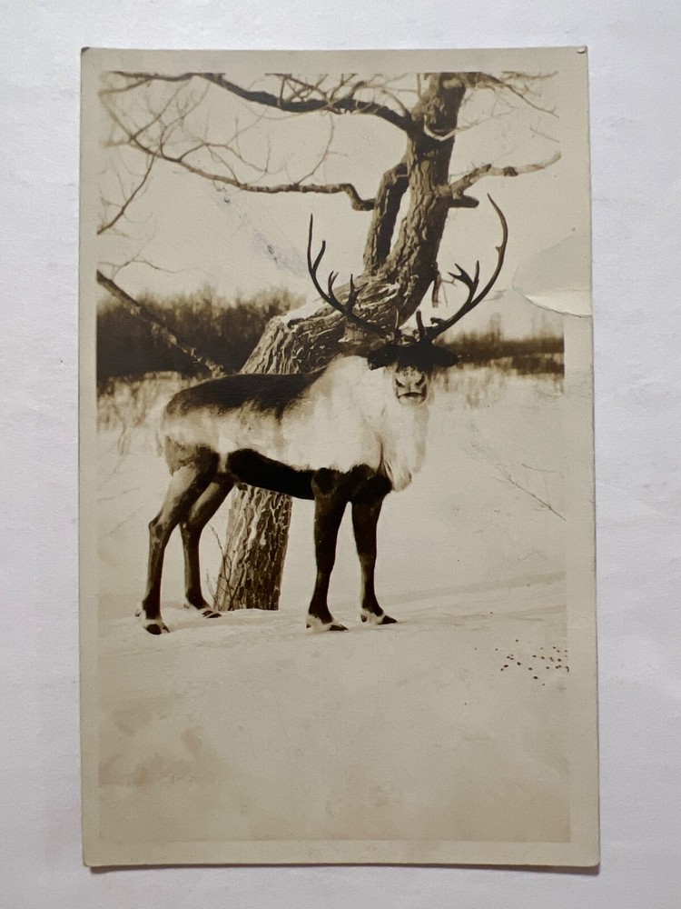 VTG RPPC Alaska Christmas Postcard Featuring Reindeer Buck