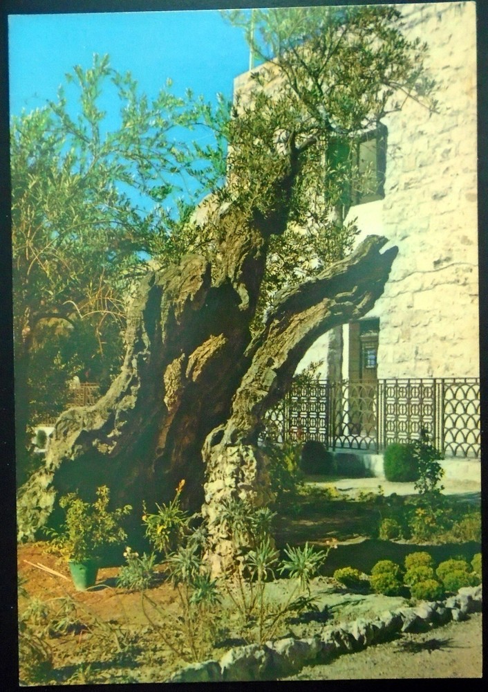 Garden of Gethsemane at Mount of Olives East Jerusalem Historic Biblical Site