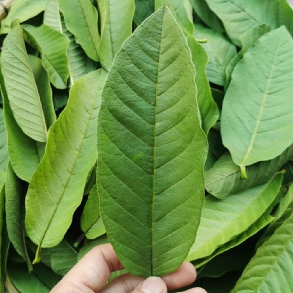 Organic Guava Leaf Herbal Tea Bulk Weight Loss Beauty Skin Care