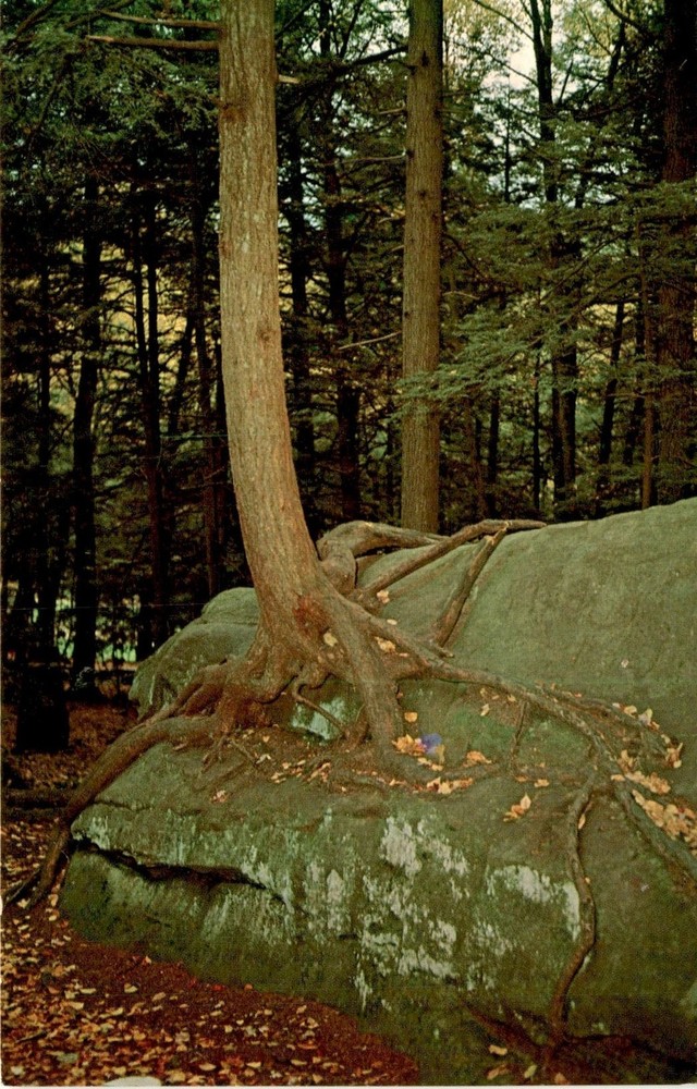 Cook Forest State Park, Rt. 36, northwestern Pennsylvania, camping, Postcard