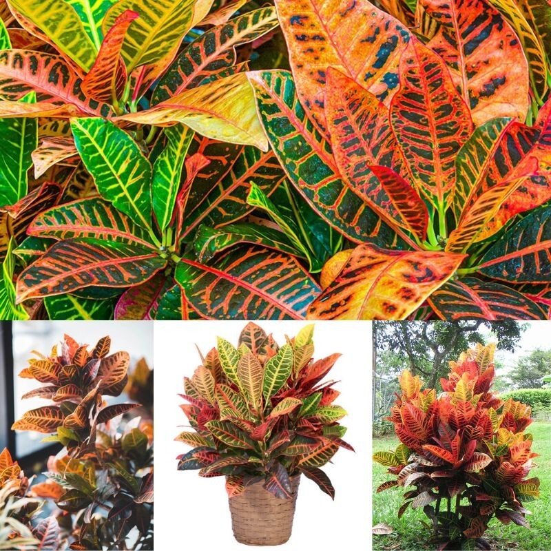 Croton Plant Tropical Garden Outdoor Indoor Fairy Garden House Plant Cutting Nod