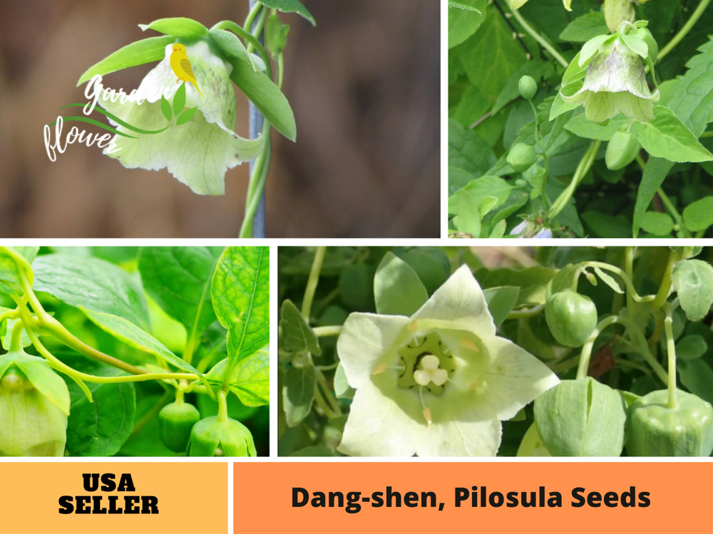 60 seeds| Dang-shen, Codonopsis pilosula Herb seeds #6004