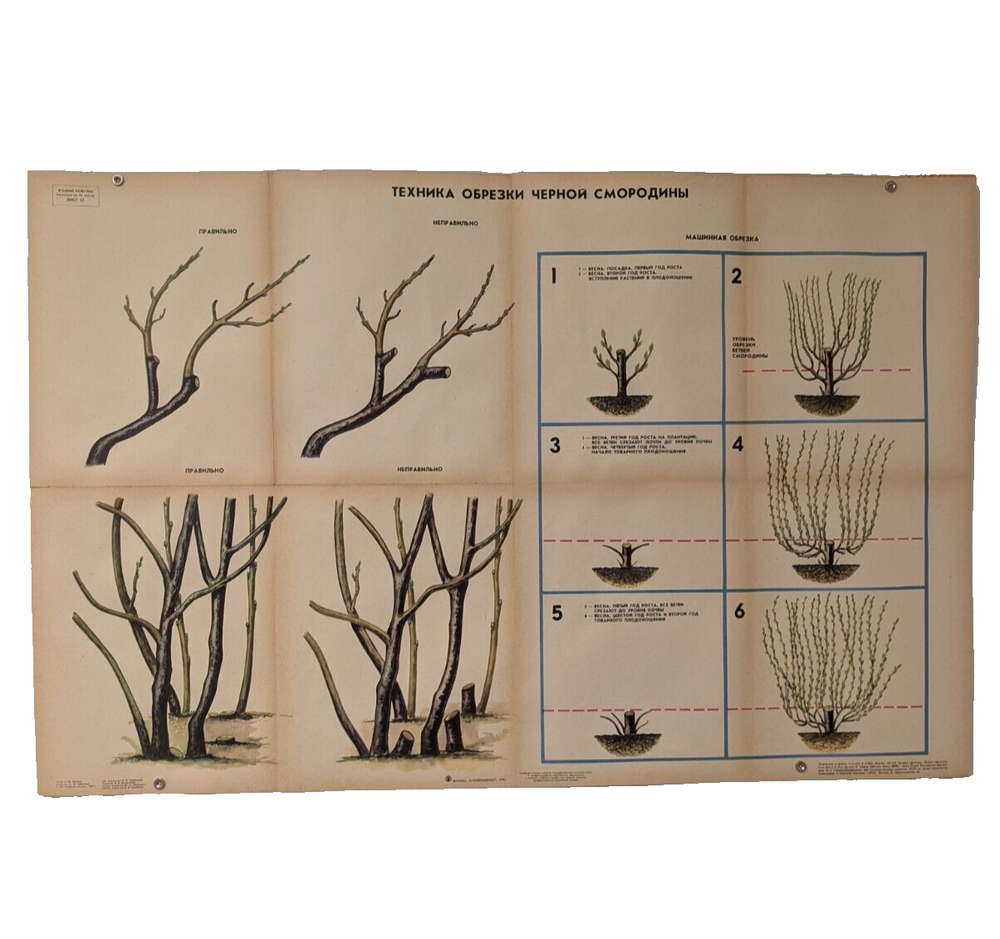 🌻 Plant Vintage Poster 1985 🌿 Soviet Boho Style 🌳 pruning blackcurrant