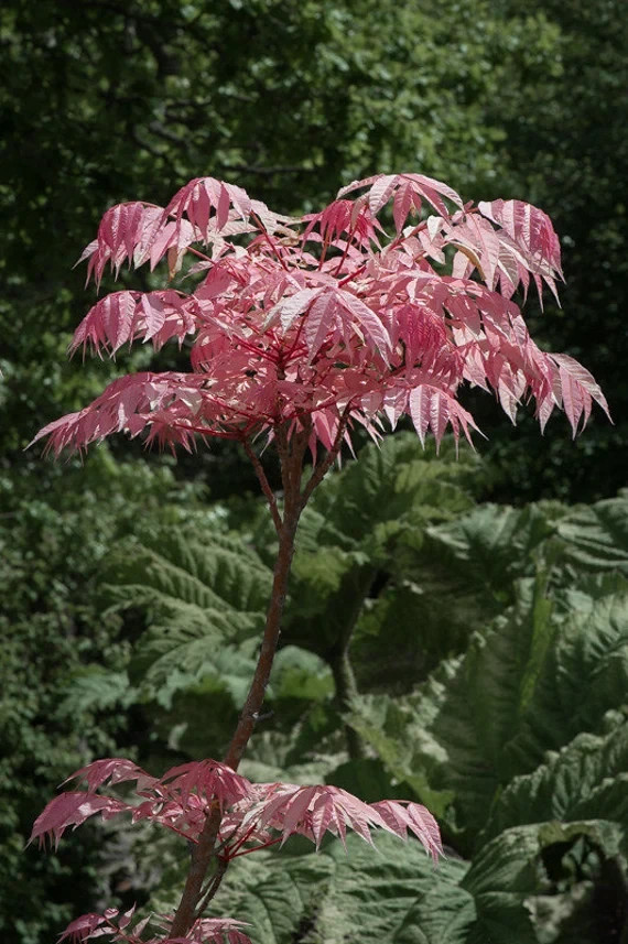 25+ Toona sinensis ‘Flamingo’ Seeds Chinese Toon Chinese Mahogany Rare