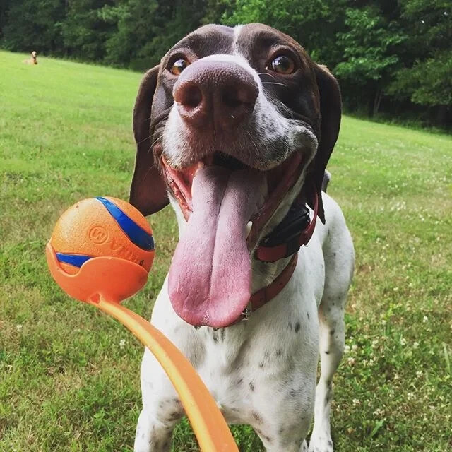 Chuckit! Fetch Medley 3-Count Medium Dog Balls Variety Pack Dog Toys