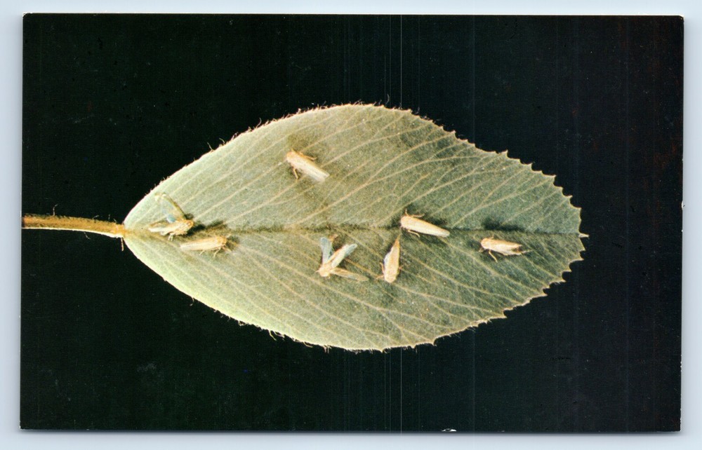 Potato Insects Ad Card for SEVIN Insecticide Postcard